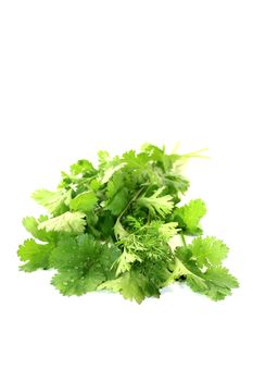 real green coriander on a light background