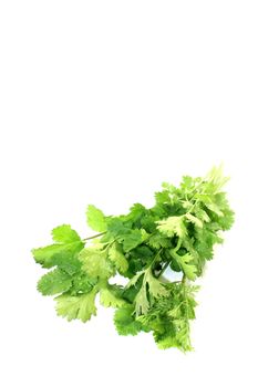 fresh bunch of coriander on a light background