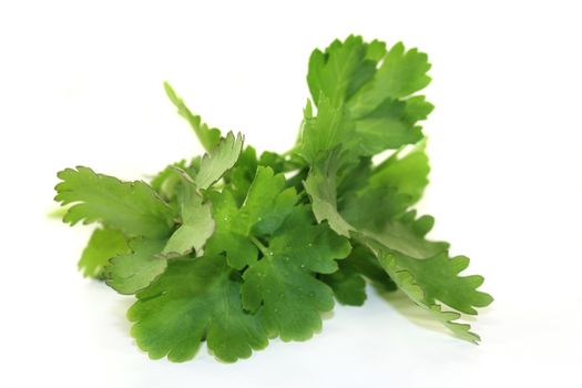 green bunch of Arugula on a light background