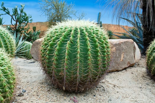 A Golden Barrel Cactus (Echinocactus sp.) in the Park