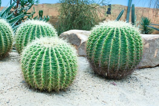 A Golden Barrel Cactus (Echinocactus sp.) in the Park