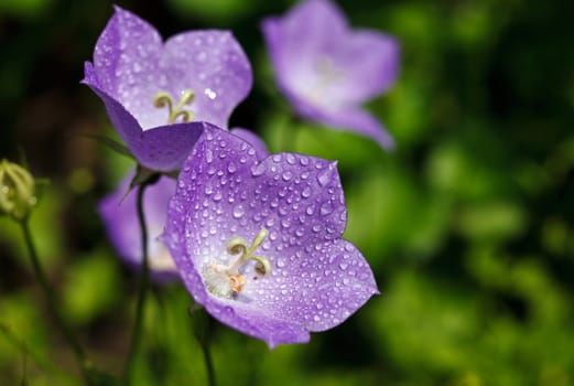 ��luebells with drops of dew