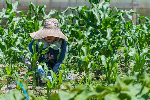 An elderly Japanese woman working in her field growing corn.