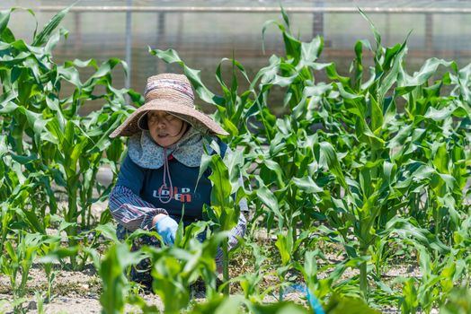 An elderly Japanese woman working in her field growing corn.
