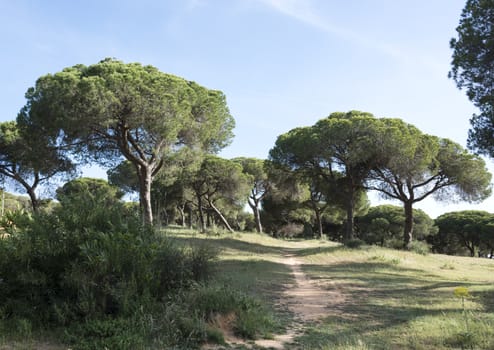 pine trees in nature algarve