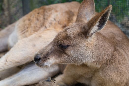 A close shot of a Kangaroo laying down relaxing