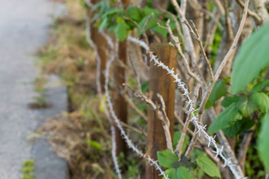 Barbed wire fence enclosing an area overgrown with plants.