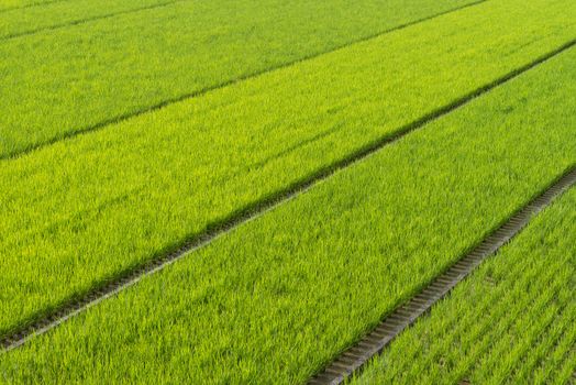 A vast stretch of green rice fields in the countryside of Kochi, Japan.