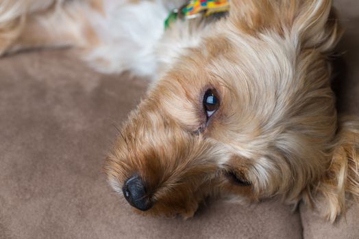 A cute yorkshire terrier laying on a couch wearing a collar.
