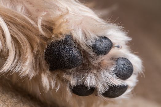 A macro shot of a yorkshire terrier's paw.