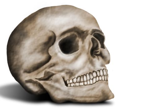 human skull of people