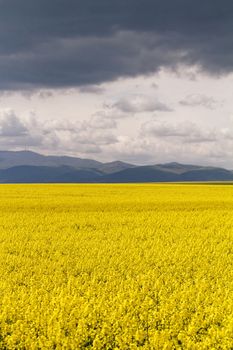 Field of rapeseed against sky with clouds