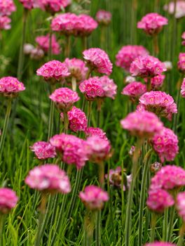 Landscape of field full of pink flowers