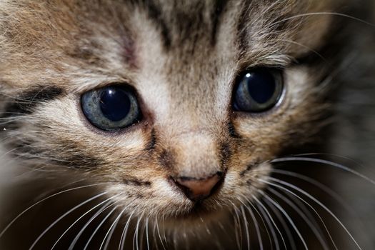 Close up photo of a cute kitten with big blue eyes