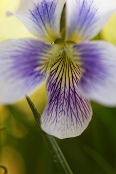 Close up photo of beautiful purple flower