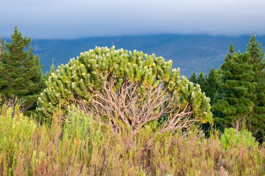 A Pincushion protea shrub showing the intricate maze of branches