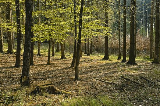 The old hornbeam forest in falls morning