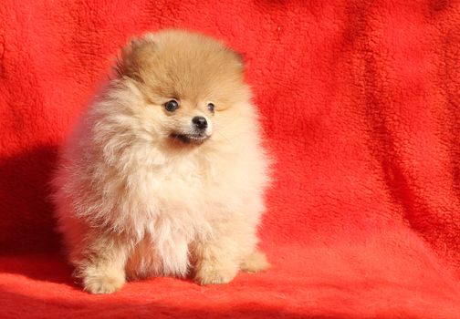 Pomeranian dog sitting on a red background