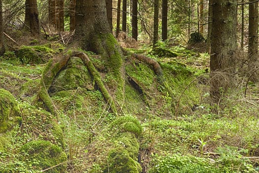 The primeval forest with mossed ground