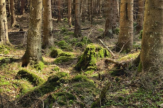 The primeval forest with mossed ground