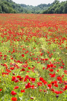 Common poppy flowers, Papaver rhoeas, in a cultivated field