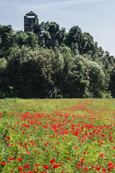 Common poppy flowers, Papaver rhoeas, in a cultivated field