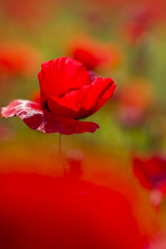 Common poppy flowers, Papaver rhoeas, in a cultivated field