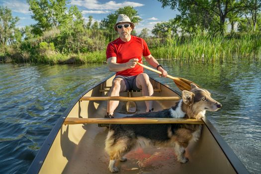 senior male paddler in a canoe with a Corgi dog, springtime scenery on a local lake in Fort Collins, Colorado