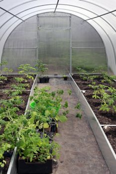 Greenhouses plantations with plants inside view