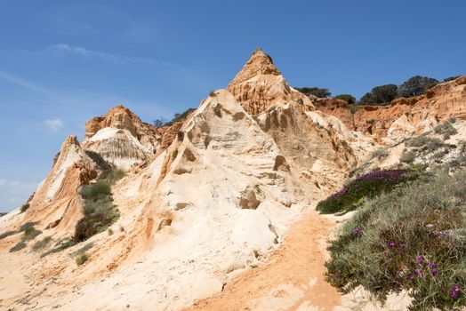 flowers on the Cliffs at Praia da Falesia near villamoura in portugal area algarve 