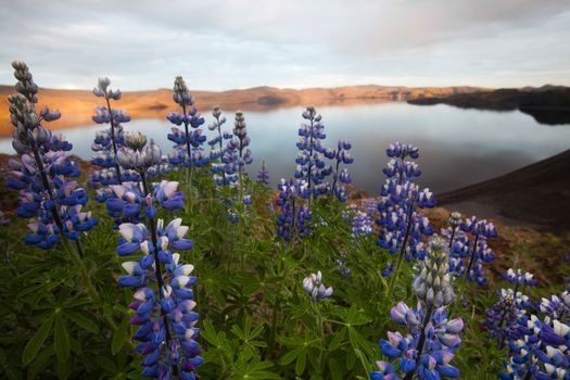 Iceland flowers, bright colorful vivid theme