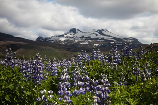 Iceland flowers, bright colorful vivid theme