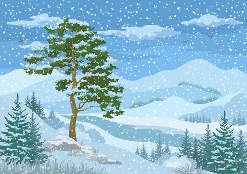 Winter Mountain Landscape with Pine and Fir Trees, Blue Sky with Snow, Birds and Clouds
