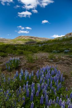 Iceland flowers, bright colorful vivid theme