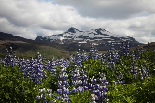 Iceland flowers, bright colorful vivid theme