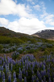 Iceland flowers, bright colorful vivid theme