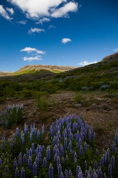 Iceland flowers, bright colorful vivid theme