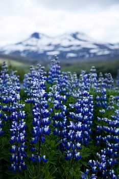 Iceland flowers, bright colorful vivid theme
