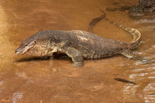 Big monitor lizard in the river.Tioman ilsland.
