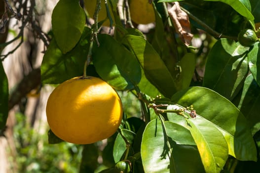 grapefruit on the tree in spring