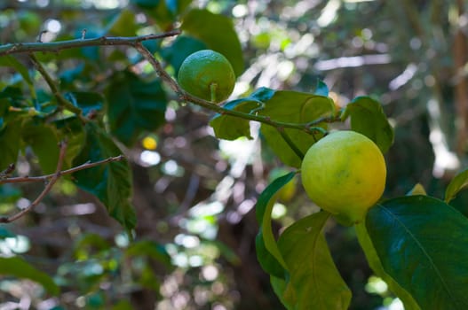Unripe lemon on the tree in spring