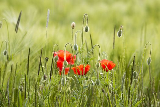 wild poppy flowers