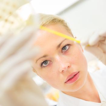 Female life science professional observing cell culture samples on LB agar medium in petri dish.  Scientist grafting bacteria in microbiological analytical laboratory .  Focus on scientist's eye.