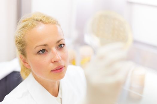 Female life science professional observing cell culture samples on LB agar medium in petri dish.  Scientist grafting bacteria in microbiological analytical laboratory .  Focus on scientist's eye.