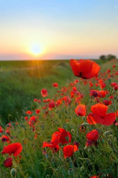 Poppy Flowers Papaver rhoeas in Spring against the sunset sky
