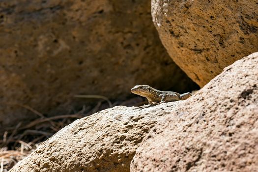 Lizard or lacertian reptile sitting on stone