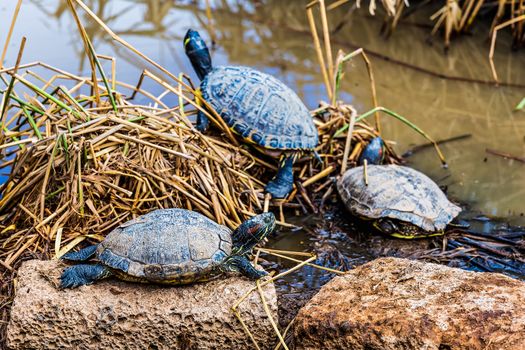 Turtles or tortoises on stone and on reed or cane on swamp or decorative pond