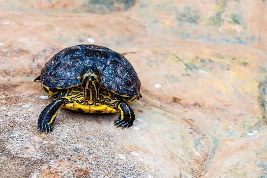 Turtle or tortoise sitting on the stone