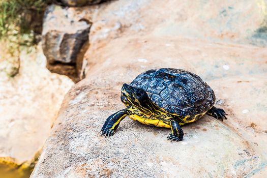 Turtle or tortoise sitting on the stone