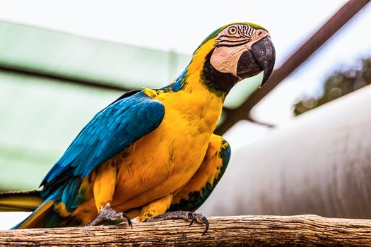 Blue and Gold or yellow Macaw parrot siting on wooden perch in zoo
